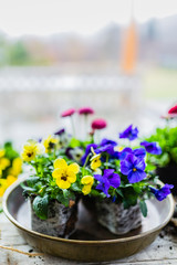 The first spring colorful pansy flowers ready for planting.