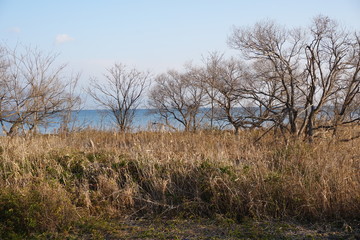 Fototapeta na wymiar 冬の琵琶湖畔