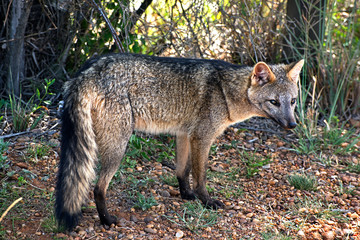 Nationalpark El Palmar, Entre Ríos/ Argentinien: Grauer Andenfuchs