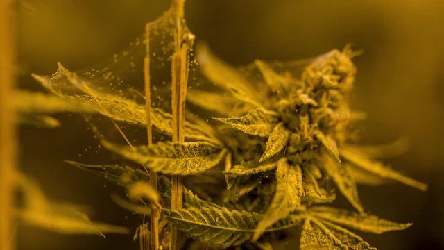 Time-lapse of marijuana plants in grow room with spider mites infection