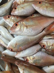 Sea fish in the market