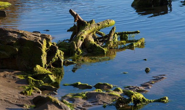 Surat Bay Owaka beach. Catlins New Zealand Driftwood