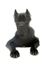 Fototapeta premium Studio shot of an adorable Cane corso