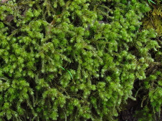 green forest moss, detail of plant, photographic natural texture, close-up