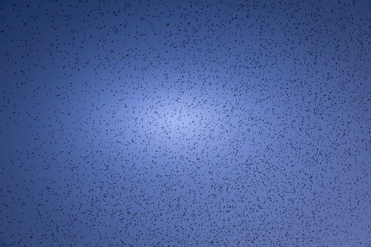 the starling murmuration in Brighton
