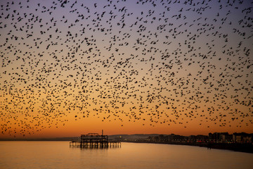 the starling murmuration in Brighton