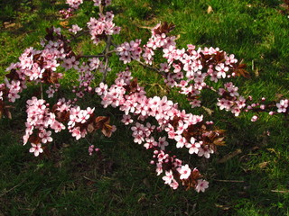 Beautiful Cherry blossom , pink sakura flower in spring, blossoming branch, botany name Prunus serrulata