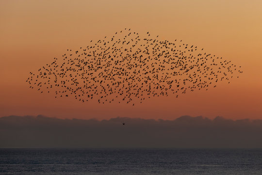 the starling murmuration in Brighton