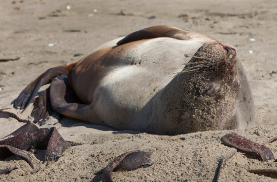 Seals at Surat Bay Owaka beach. Catlins New Zealand