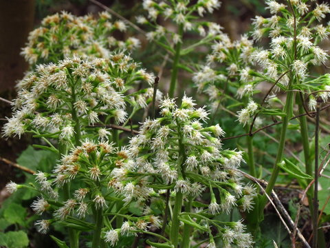 White Butterbur, Petasites albus, herbal medicine, spring flower, group of plants
