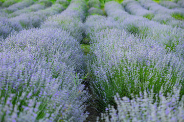 Naklejka na ściany i meble Lavender flowers in row, pastel colors and blur background.