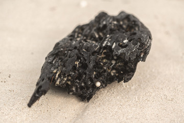 Black Fossil on the beach