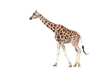 Giraffe is isolated on white background, closeup