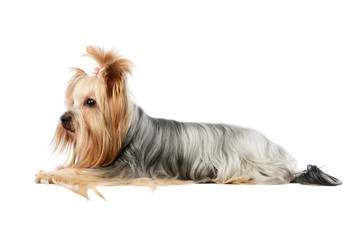 Studio shot of a lovely Yorkshire terrier