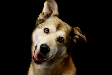 Portrait of an adorable mixed breed dog
