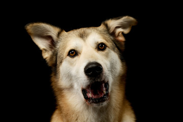 Portrait of an adorable mixed breed dog