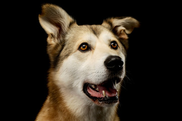 Portrait of an adorable mixed breed dog