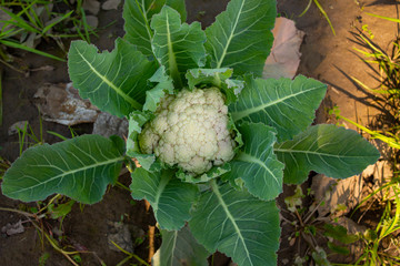 Top view of cauliflower plant