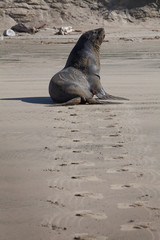 Seals at Surat Bay Owaka beach. Catlins New Zealand