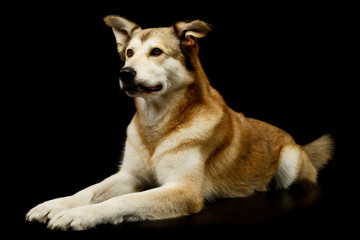 Fototapeta premium Studio shot of an adorable mixed breed dog