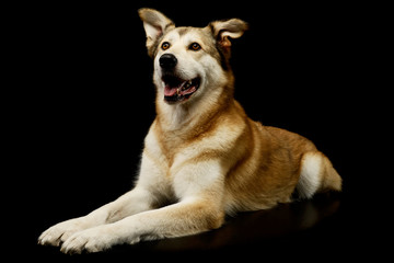 Studio shot of an adorable mixed breed dog