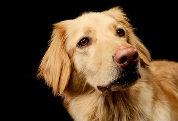 Portrait of an adorable Golden retriever