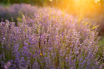 Lavender flowers at sunset in a soft focus, pastel colors and blur background.