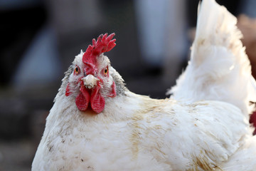 Chicken on the farm close up. White hen looking to camera, rural scene, poultry concept
