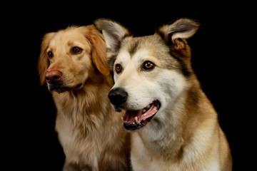 Portrait of an adorable Golden retriever and a mixed breed dog