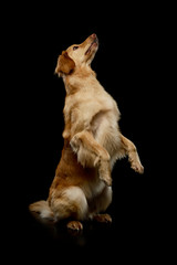 Studio shot of an adorable Golden retriever