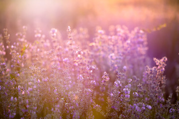 Fototapeta na wymiar Lavender flowers at sunset in a soft focus, pastel colors and blur background.