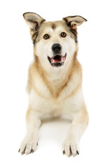 Studio shot of an adorable mixed breed dog