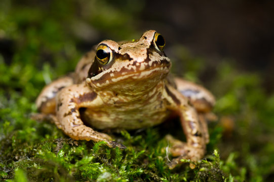 Isolated close-up of an European grass frog on cozy forest moss (Rana temporaria)
