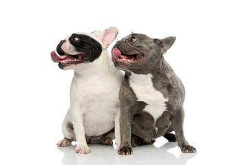 Studio shot of two adorable French Bulldogs