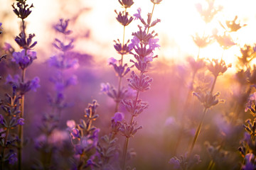 Obraz na płótnie Canvas Lavender flowers at sunset in a soft focus, pastel colors and blur background.