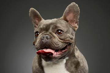 Portrait of an adorable French Bulldog