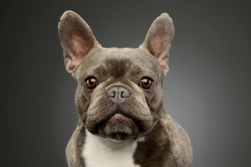 Portrait of an adorable French Bulldog