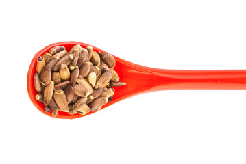 Seed of a Milk Thistle (Silybum marianum) known as Scotch Thistle or Marian Thistle in plastic red spoon isolated on a white background.