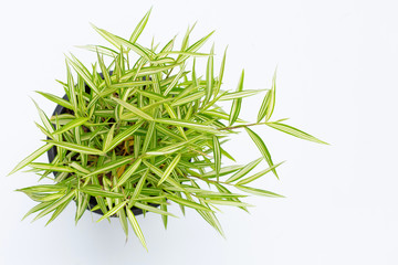 Green yellow plant in pot on white background. Top view of Thyrsostachys Siamensis Gamble.