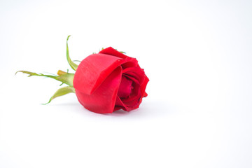 Beautiful blooming red rose with bright red petals isolated on a white background