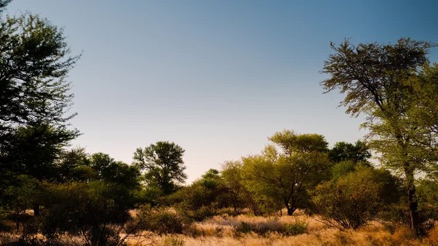 Static timelapse of African savannah landscape in early winter/fall at sunset with long, slow shadow movements across and golden light, Botswana, Central Kalahari.