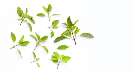 Obraz premium Fresh holy basil leaves on white.