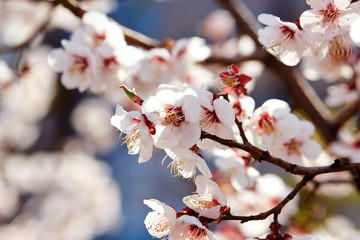 cherry blossom