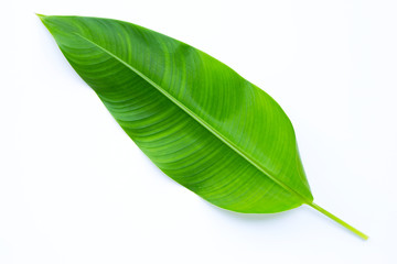 Obraz premium Heliconia leaf on white background.