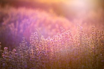 Lavender flowers at sunset in a soft focus, pastel colors and blur background.