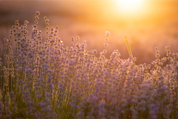 Naklejka premium Lavender flowers at sunset in a soft focus, pastel colors and blur background.