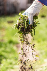 an old man throws out a weed that was harvested from his garden