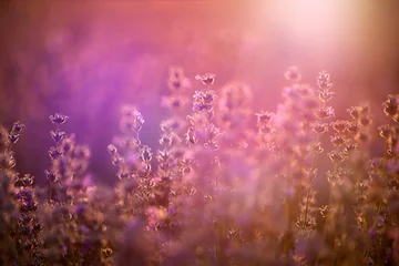 Foto auf Acrylglas Nach Farbe Lavendelblüten bei Sonnenuntergang in einem weichen Fokus, Pastellfarben und unscharfem Hintergrund.