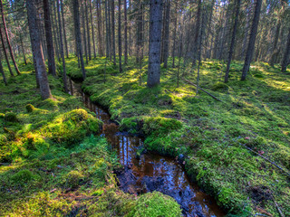 water filled ditch in the forest