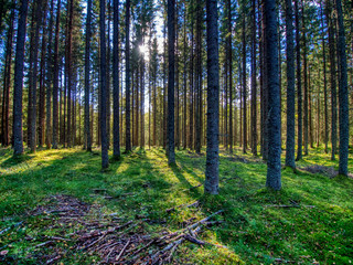 Obraz premium sun streaming in the forest